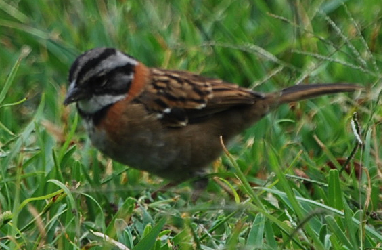 Rufous-Collared Sparrow